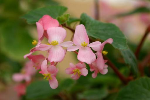 B. ‘Carpet Rose’